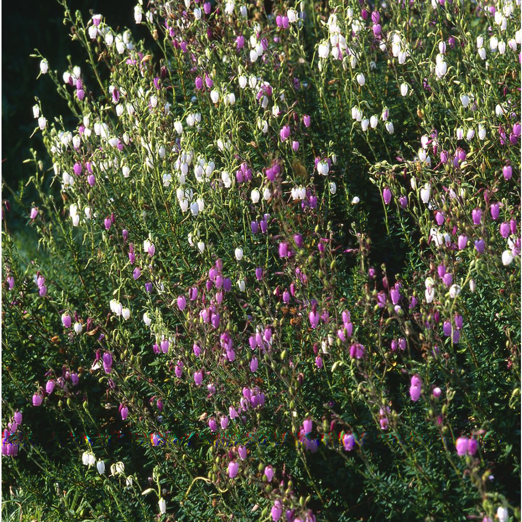 Daboecia cantabrica Globosa Pink