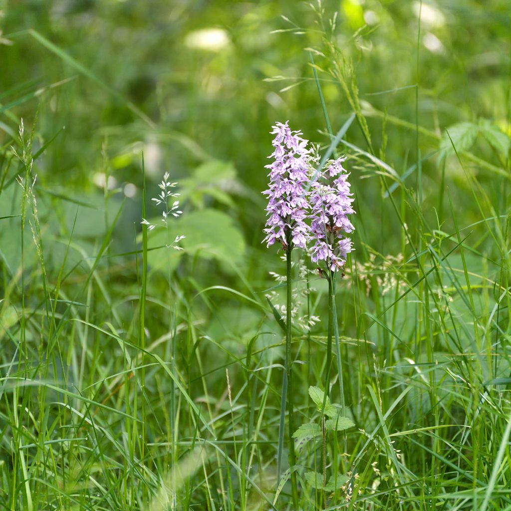 Dactylorhiza Estella