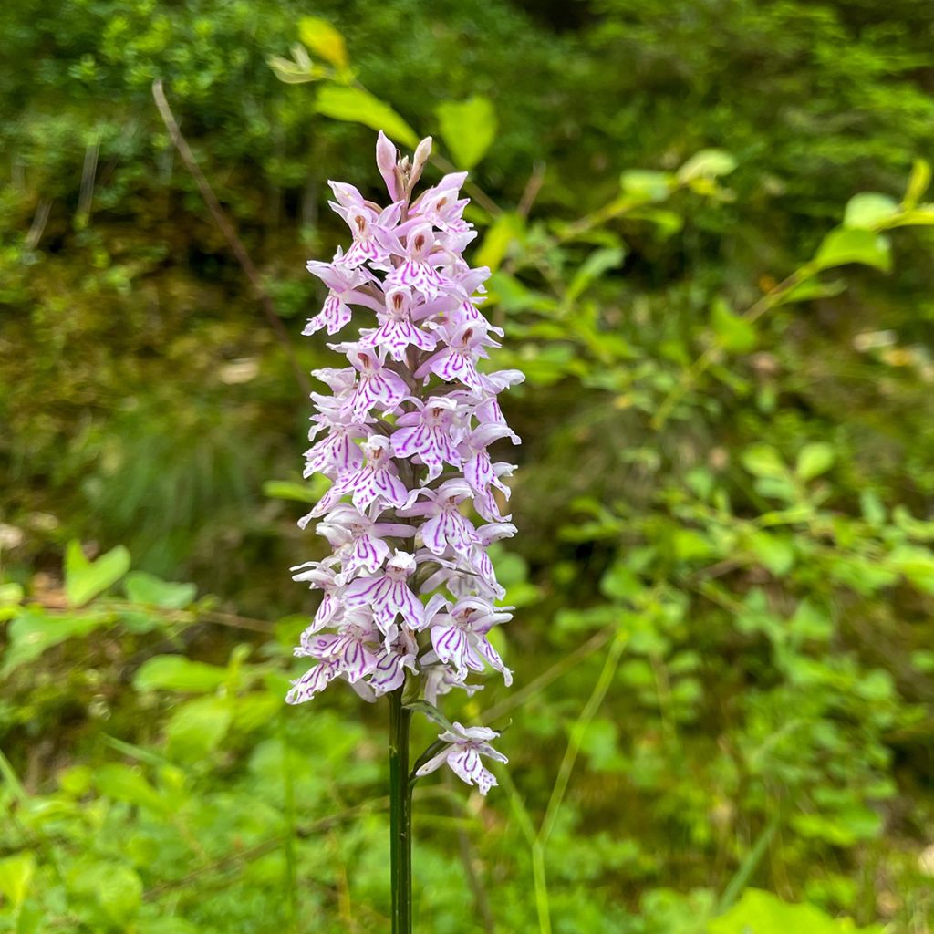 Dactylorhiza Estella