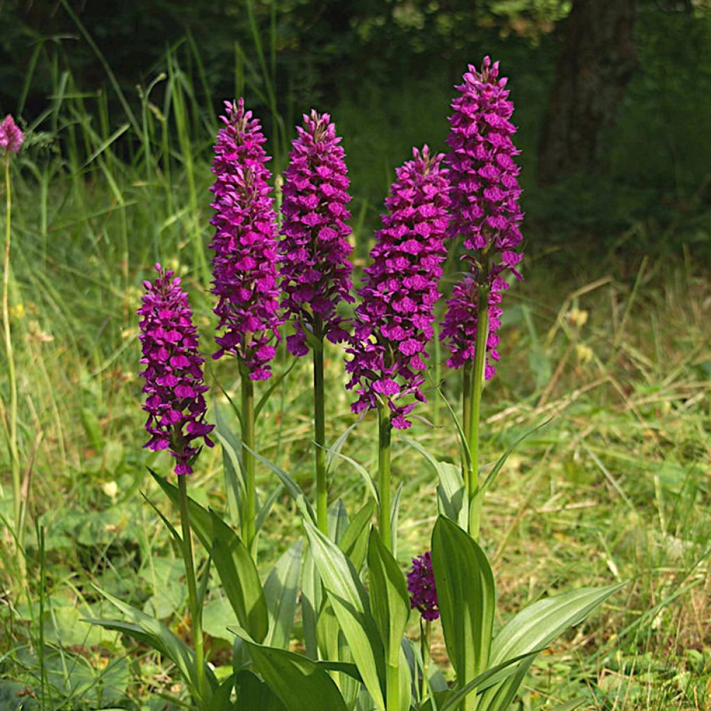 Dactylorhiza Foliorella