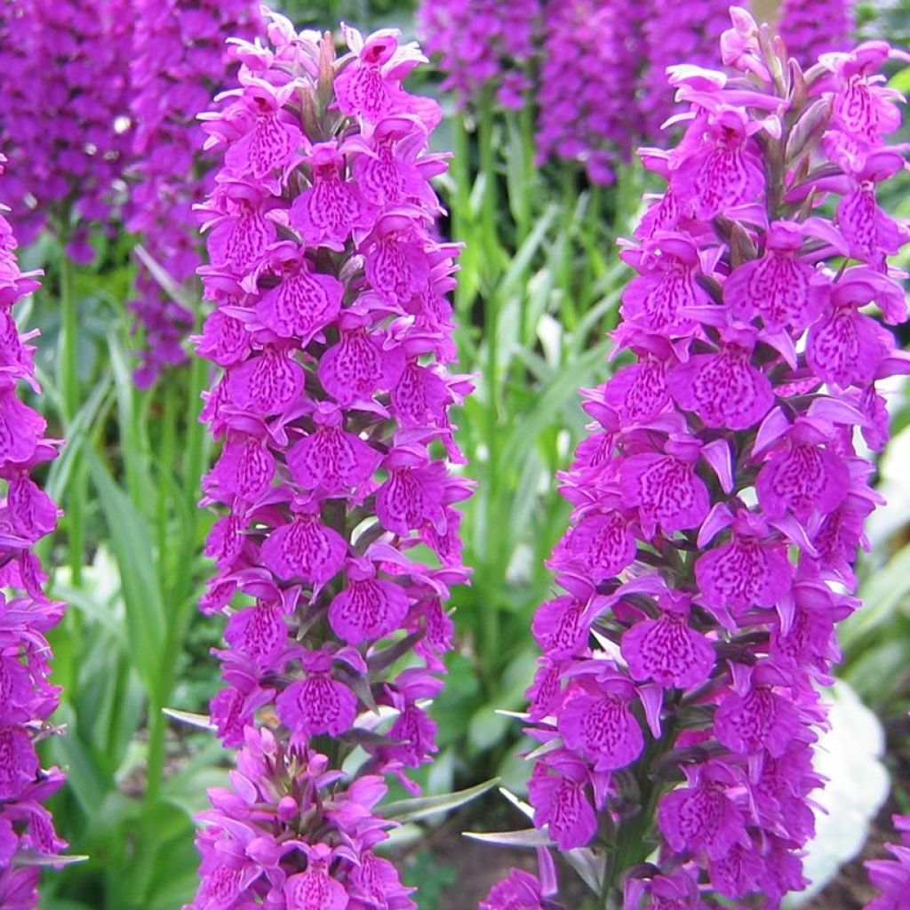 Dactylorhiza Foliorella