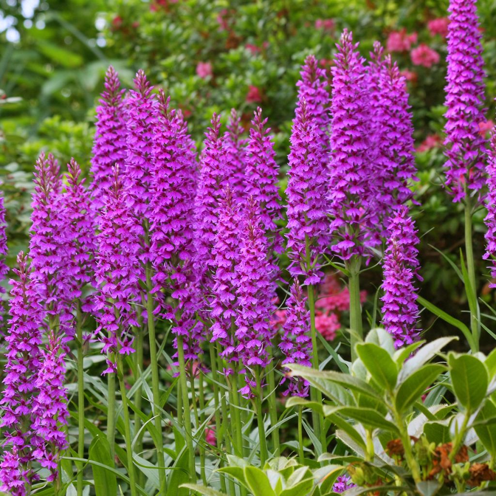 Dactylorhiza foliosa