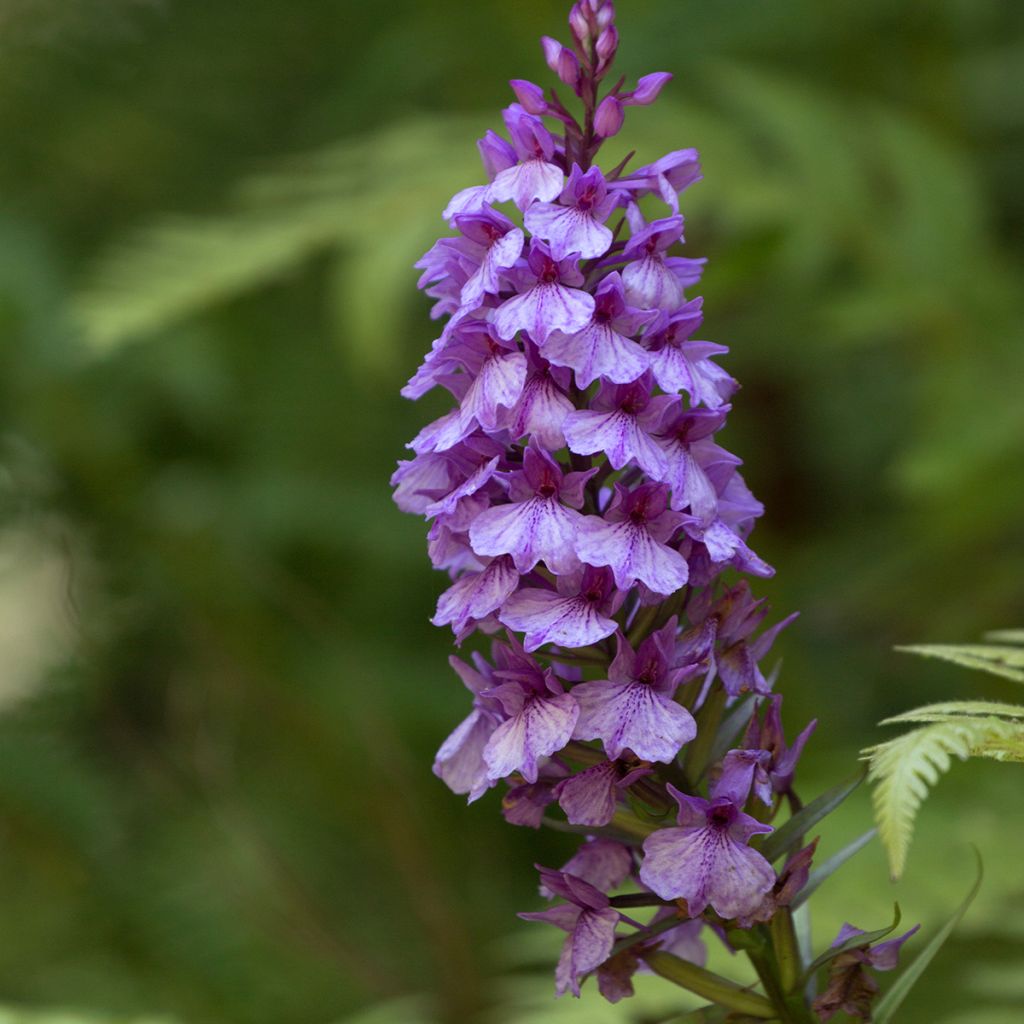 Dactylorhiza foliosa