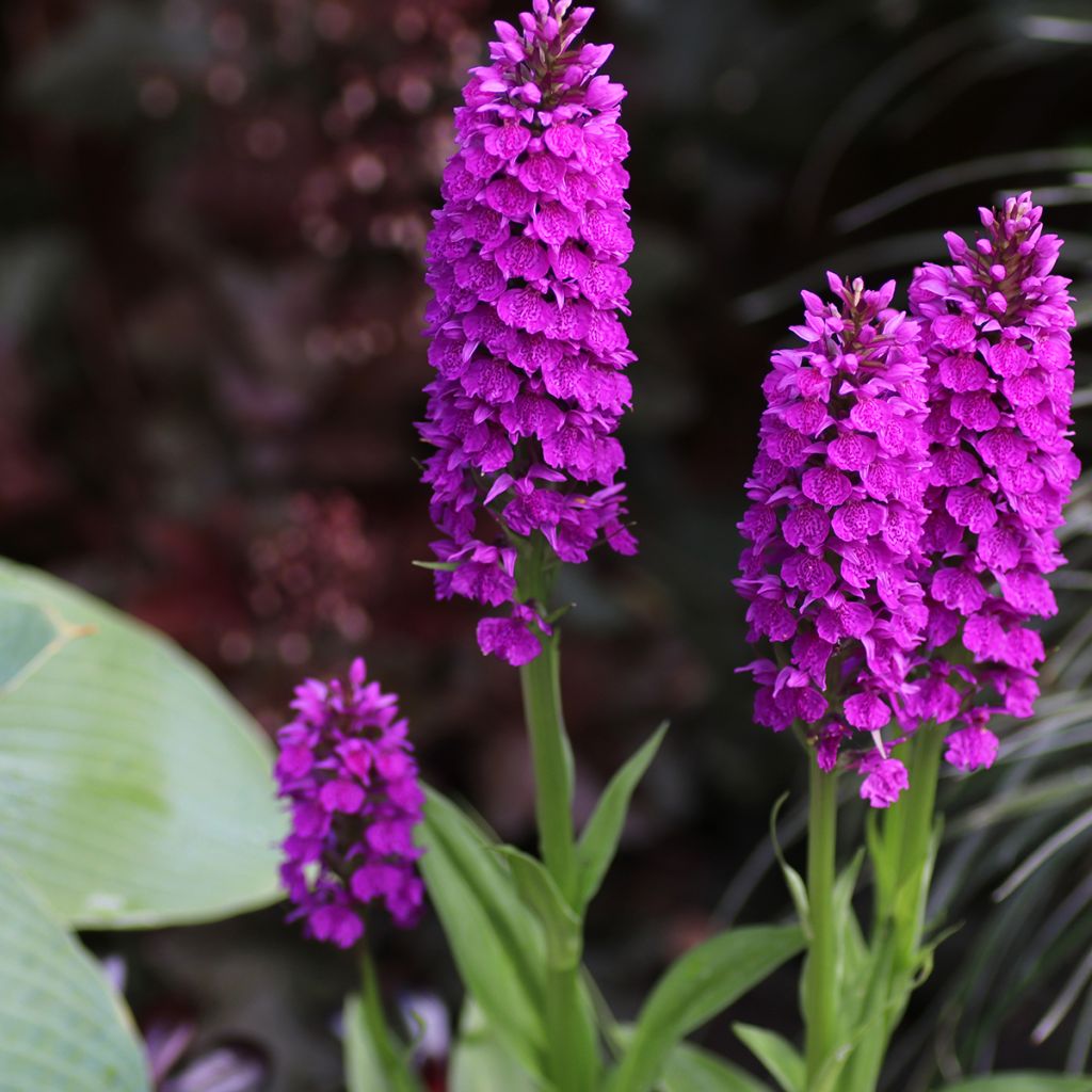 Dactylorhiza foliosa