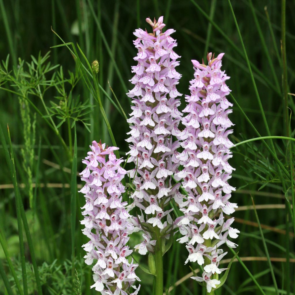 Dactylorhiza fuchsii - Orchis de Fuchs