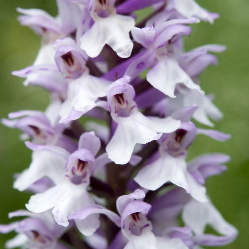 Dactylorhiza fuchsii