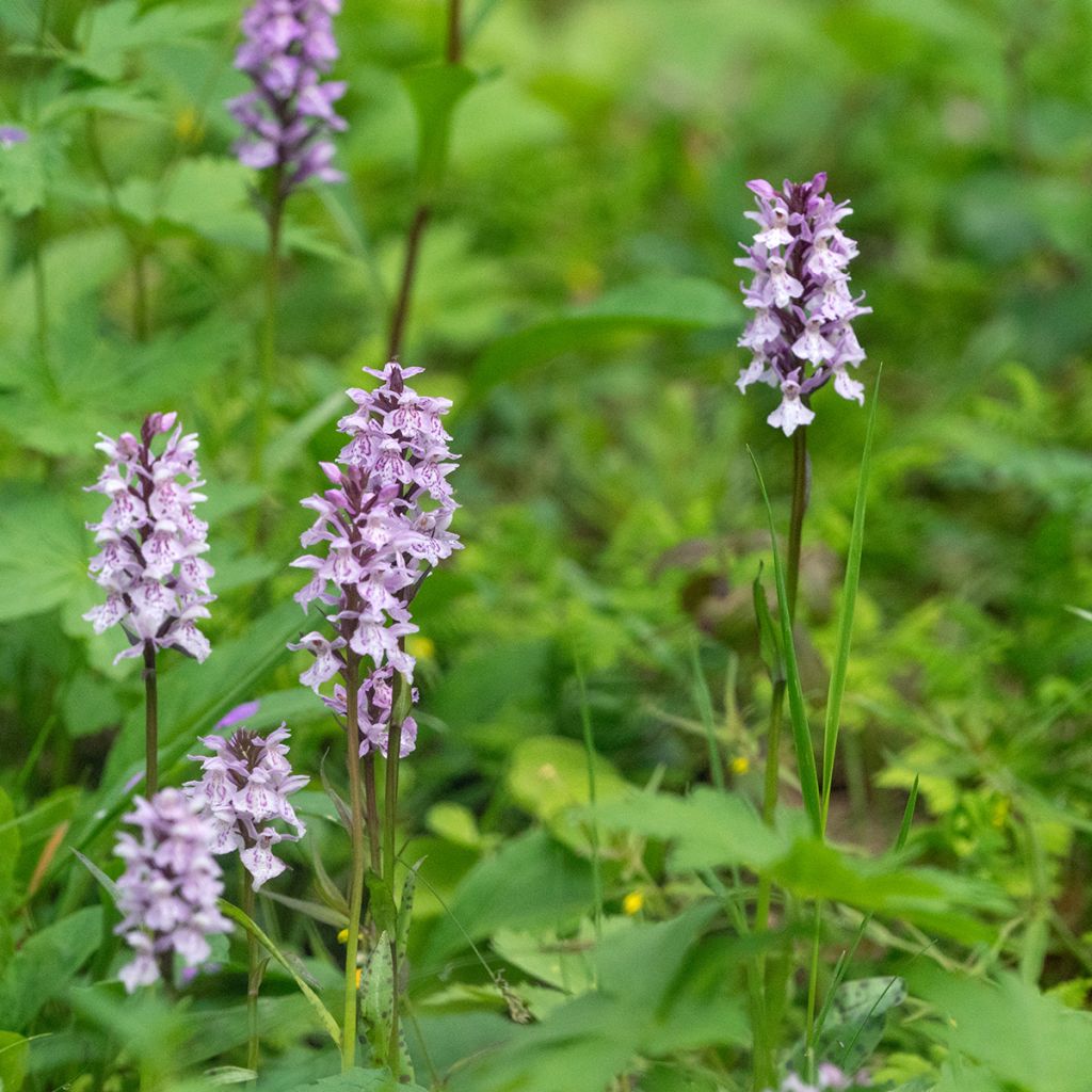 Dactylorhiza fuchsii