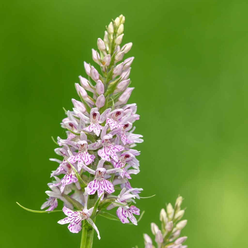 Dactylorhiza fuchsii