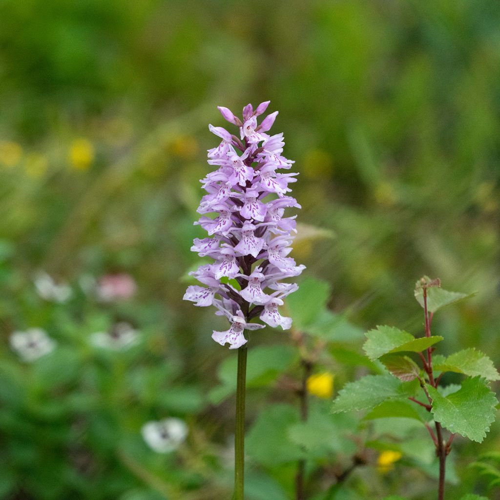 Dactylorhiza fuchsii