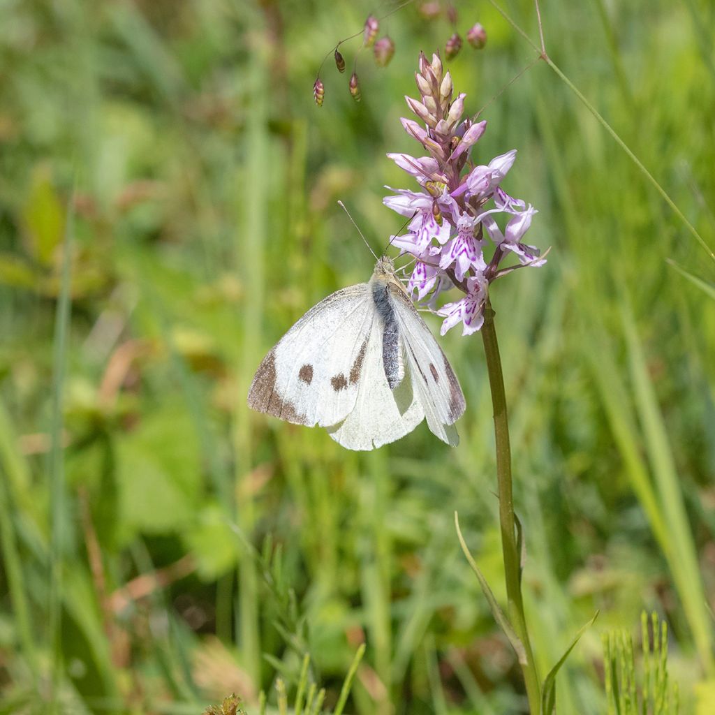 Dactylorhiza fuchsii