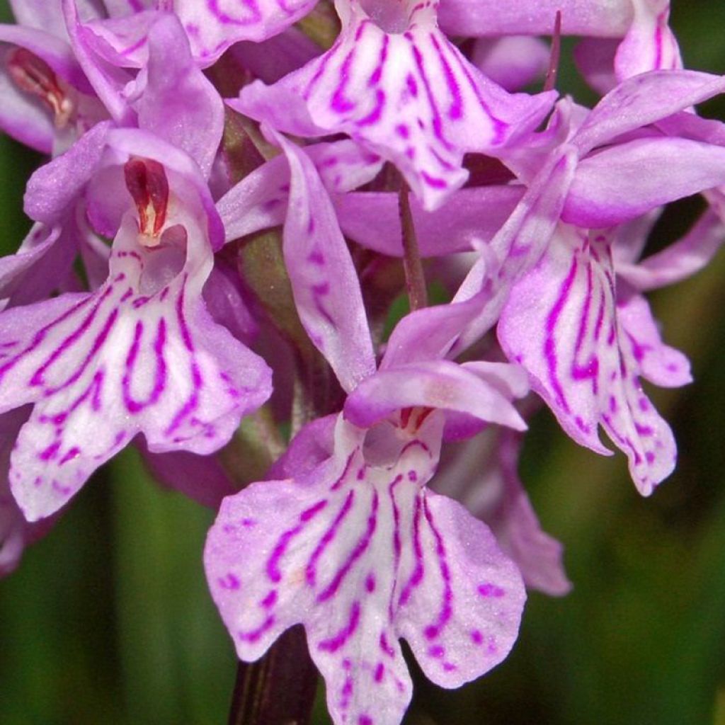 Dactylorhiza maculata, Orchis