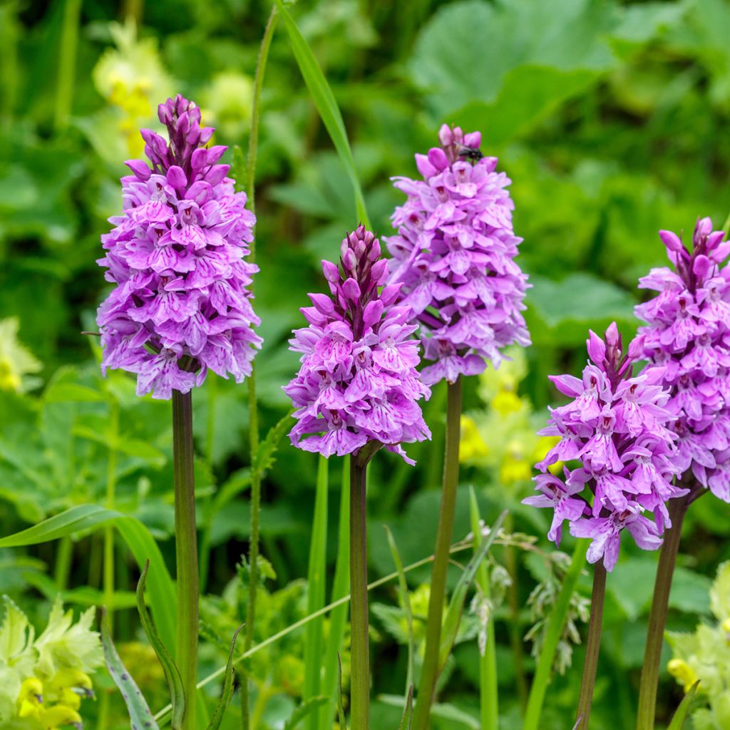 Dactylorhiza maculata - Orchidea maculata