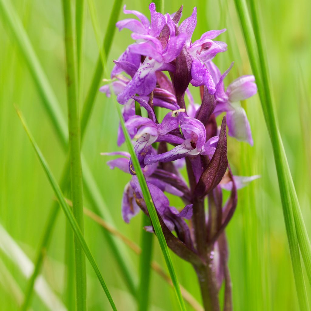 Dactylorhiza maculata - Orchidea maculata