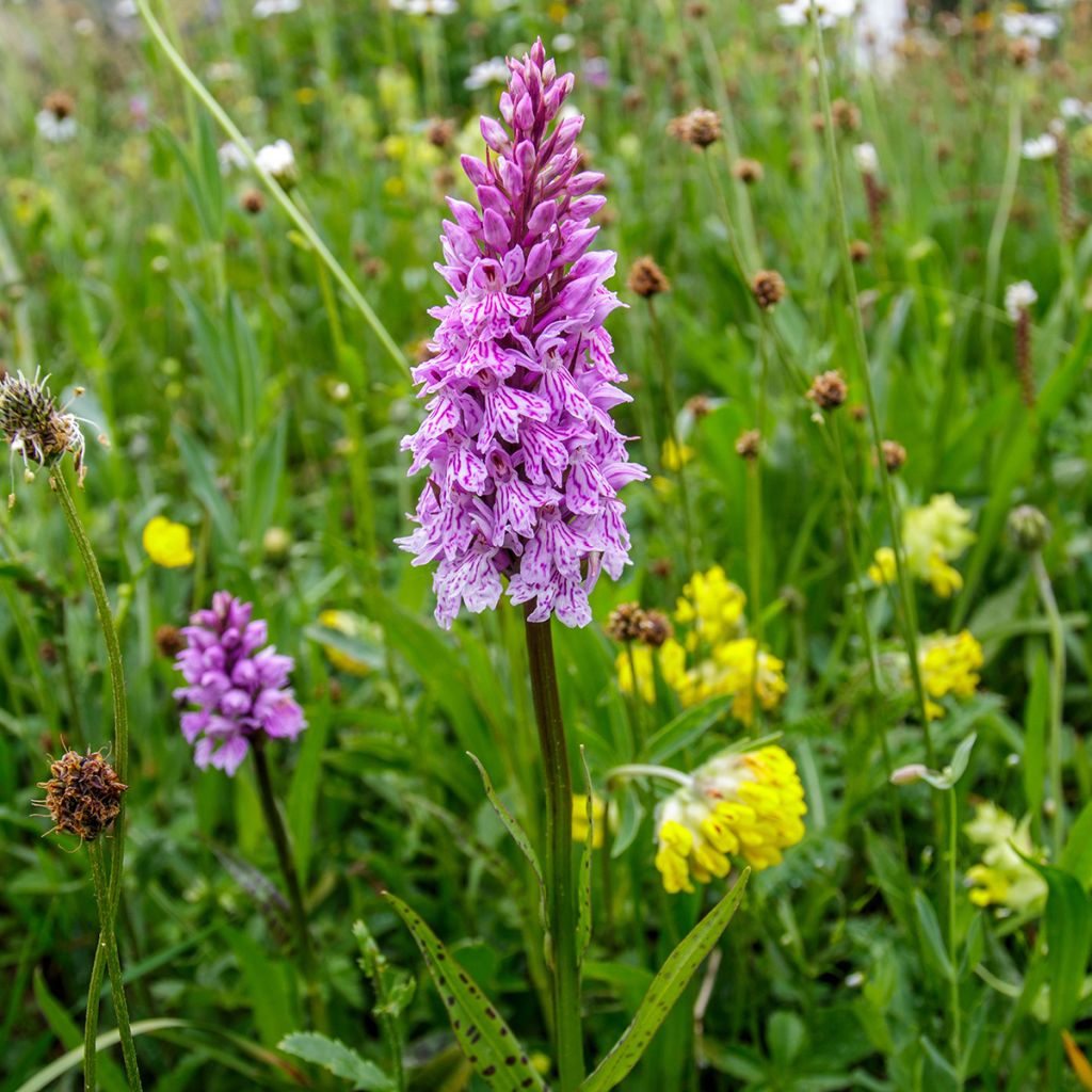 Dactylorhiza maculata - Orchidea maculata