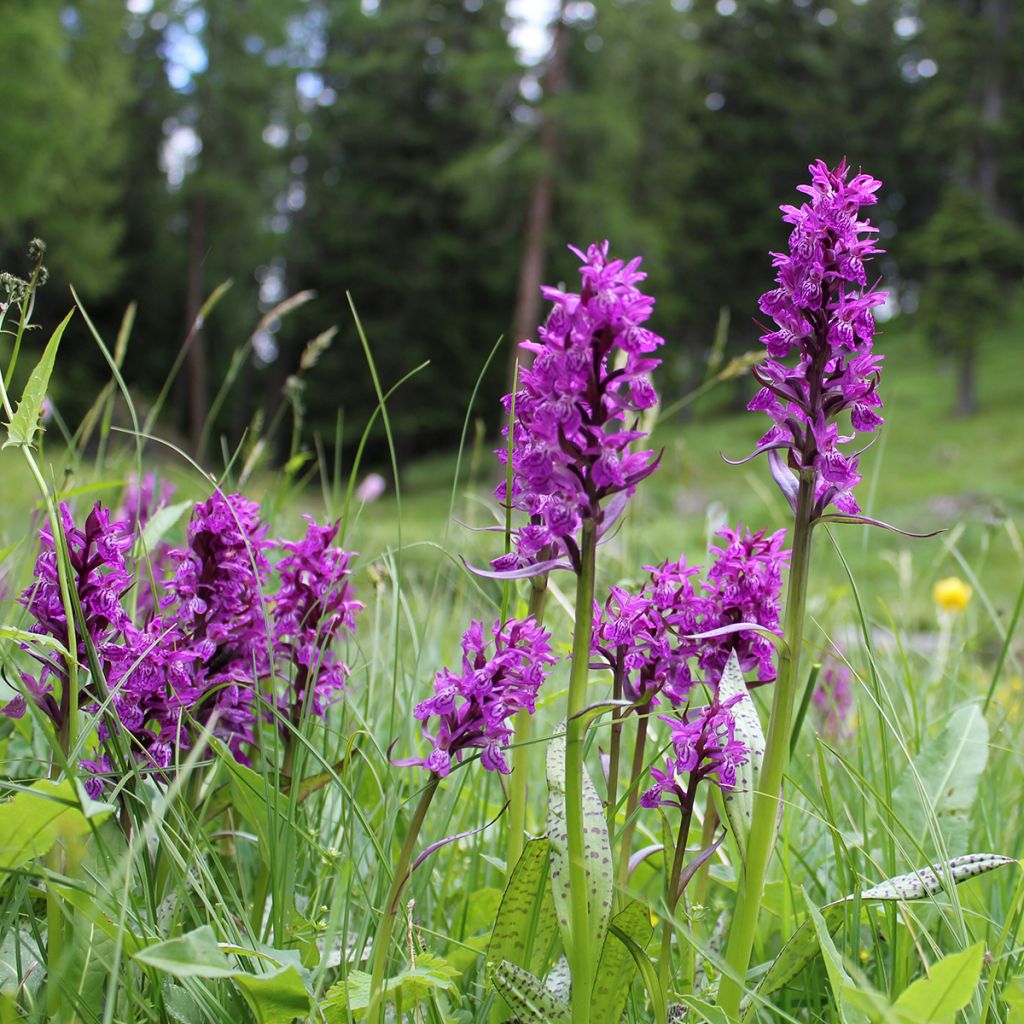 Dactylorhiza majalis