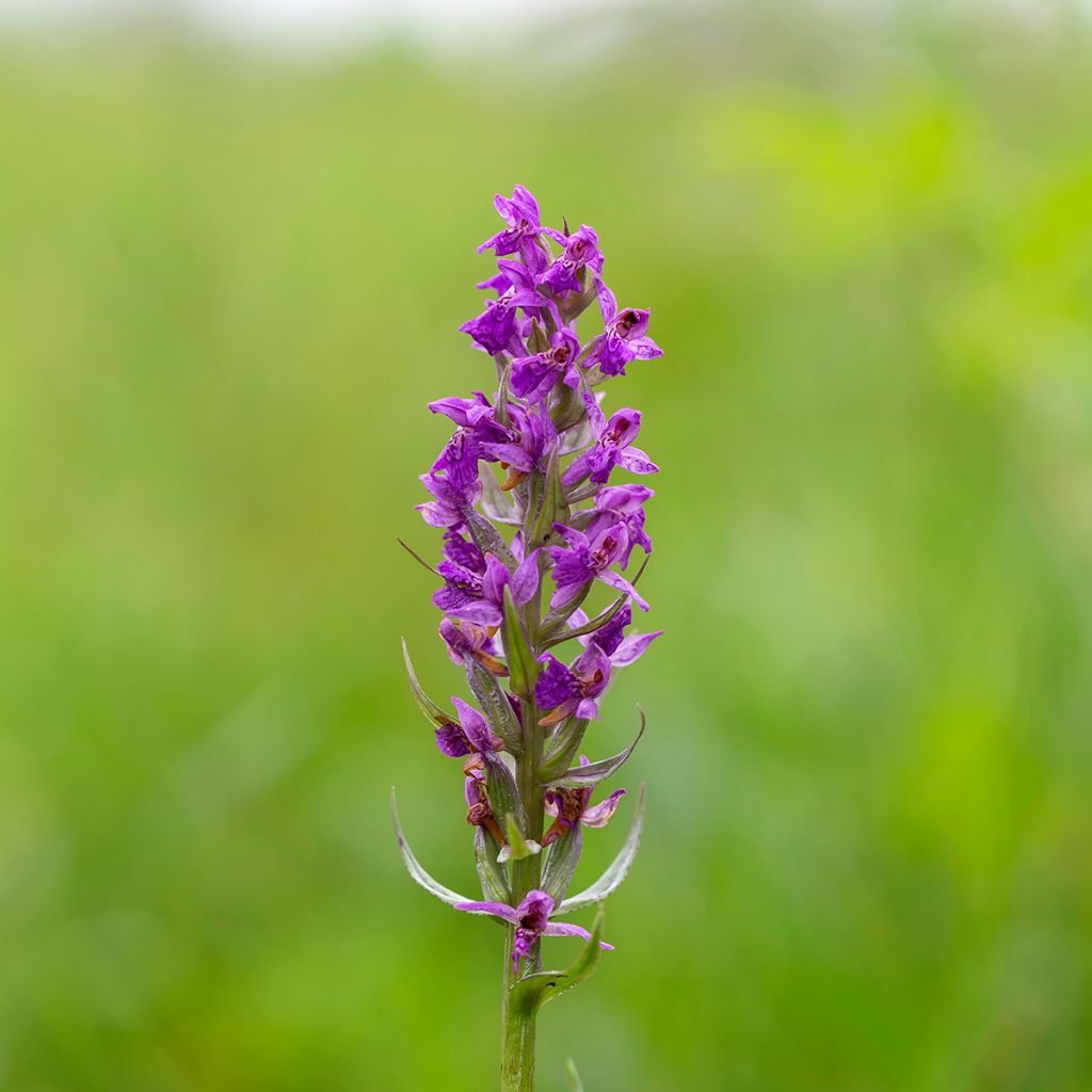 Dactylorhiza majalis