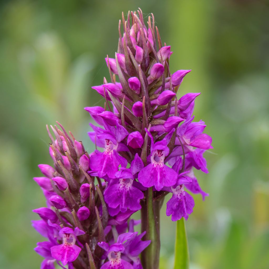 Dactylorhiza praetermissa