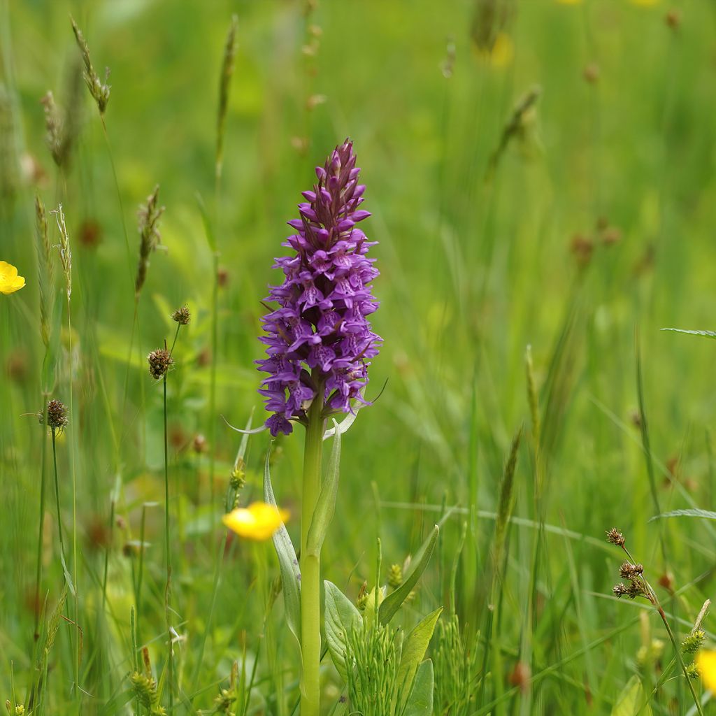 Dactylorhiza praetermissa