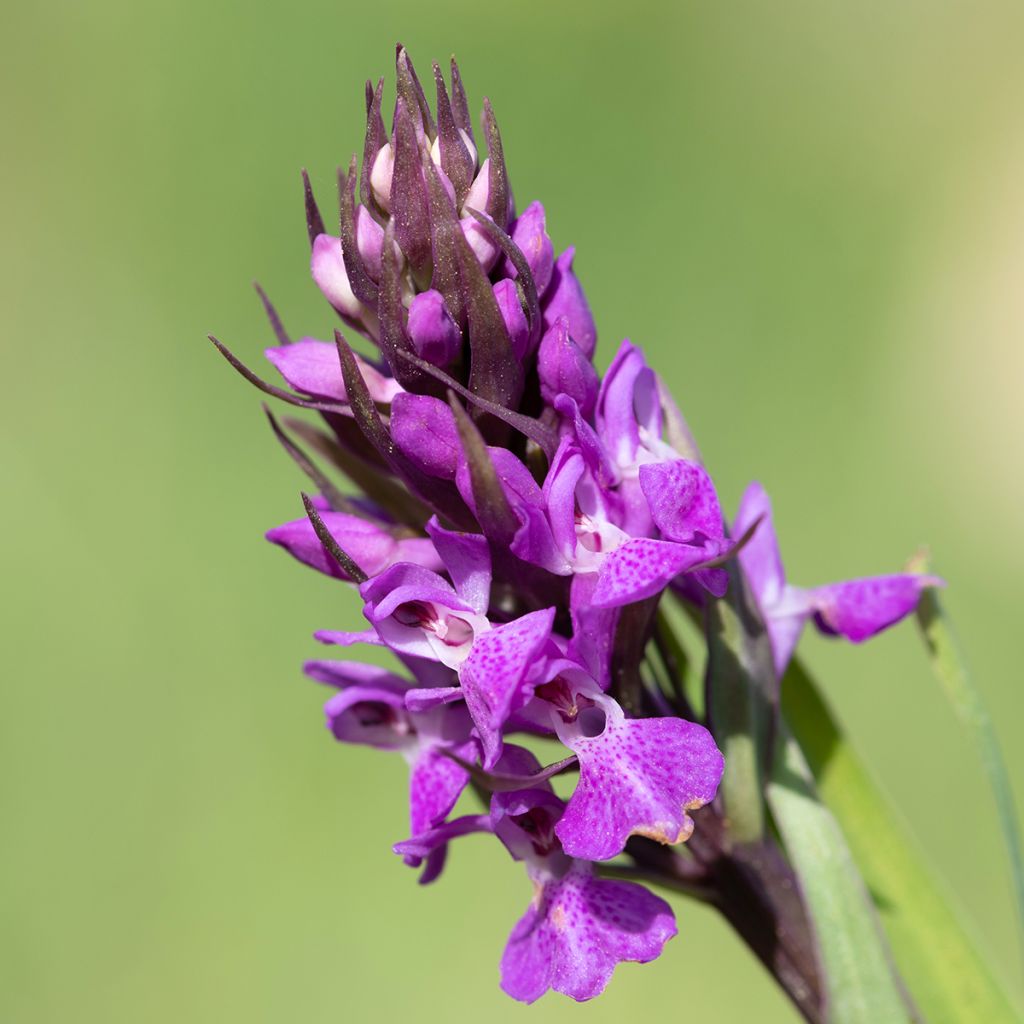 Dactylorhiza praetermissa