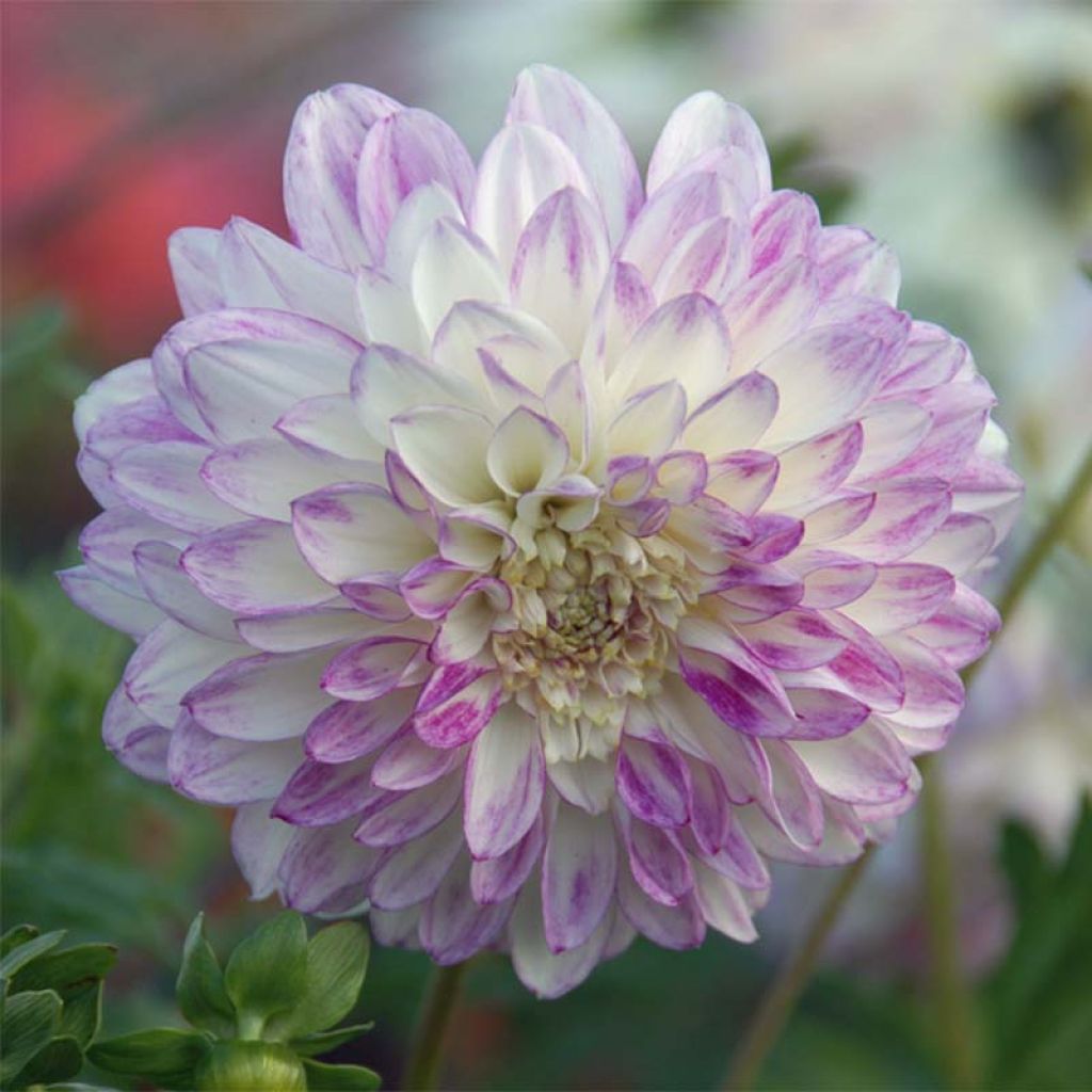 Dahlia Anemone Que Sera