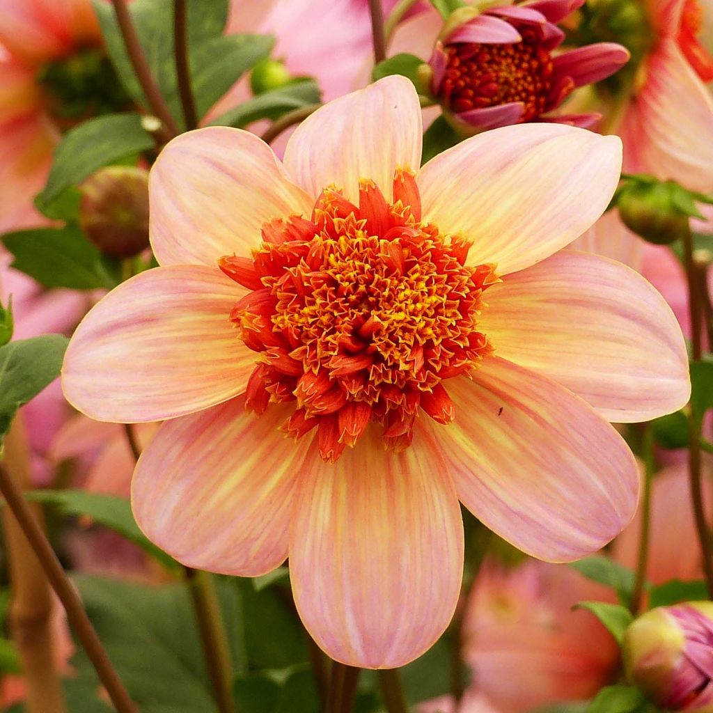 Dalia a fior d'anemone Totally Tangerine