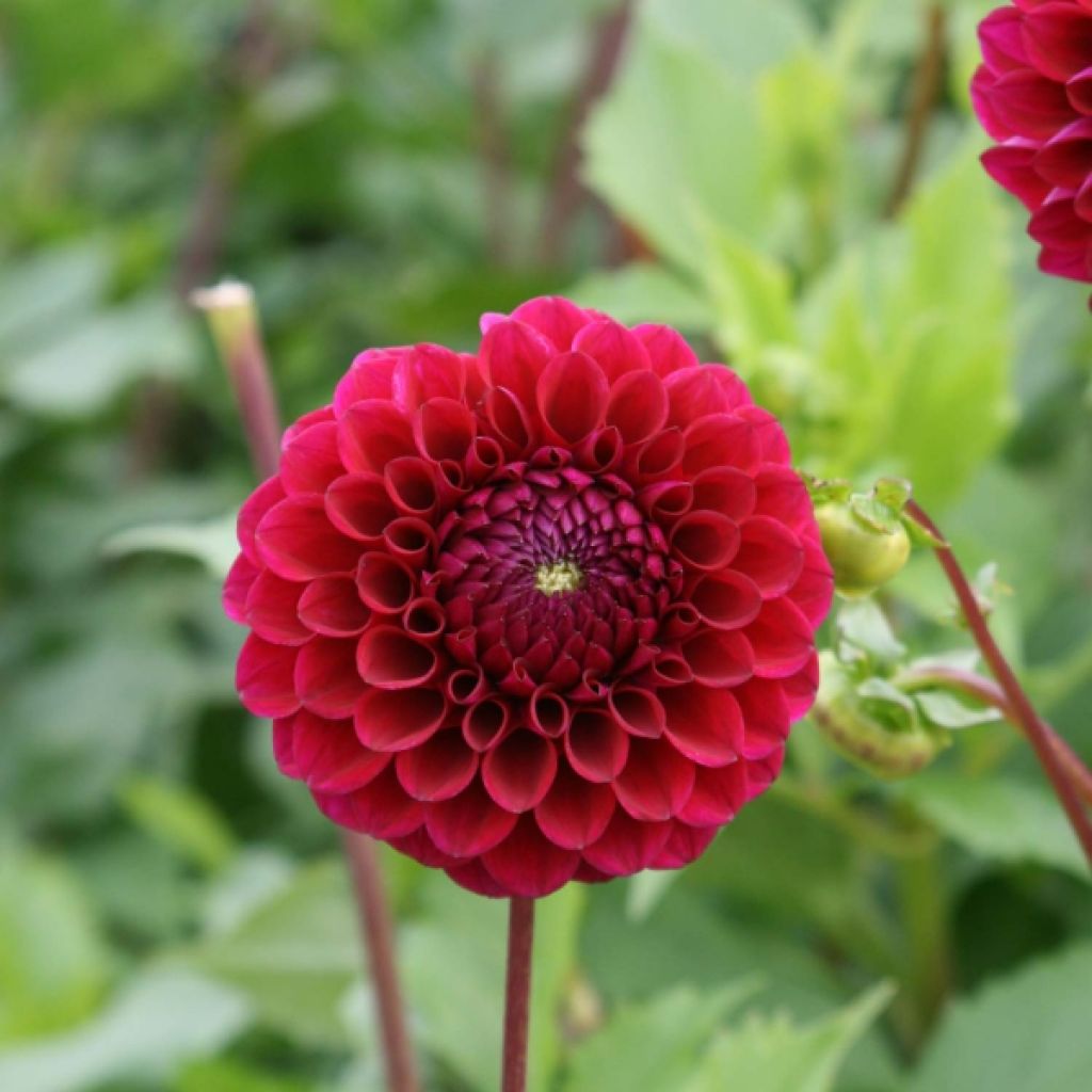 Dahlia mini-balles Babette