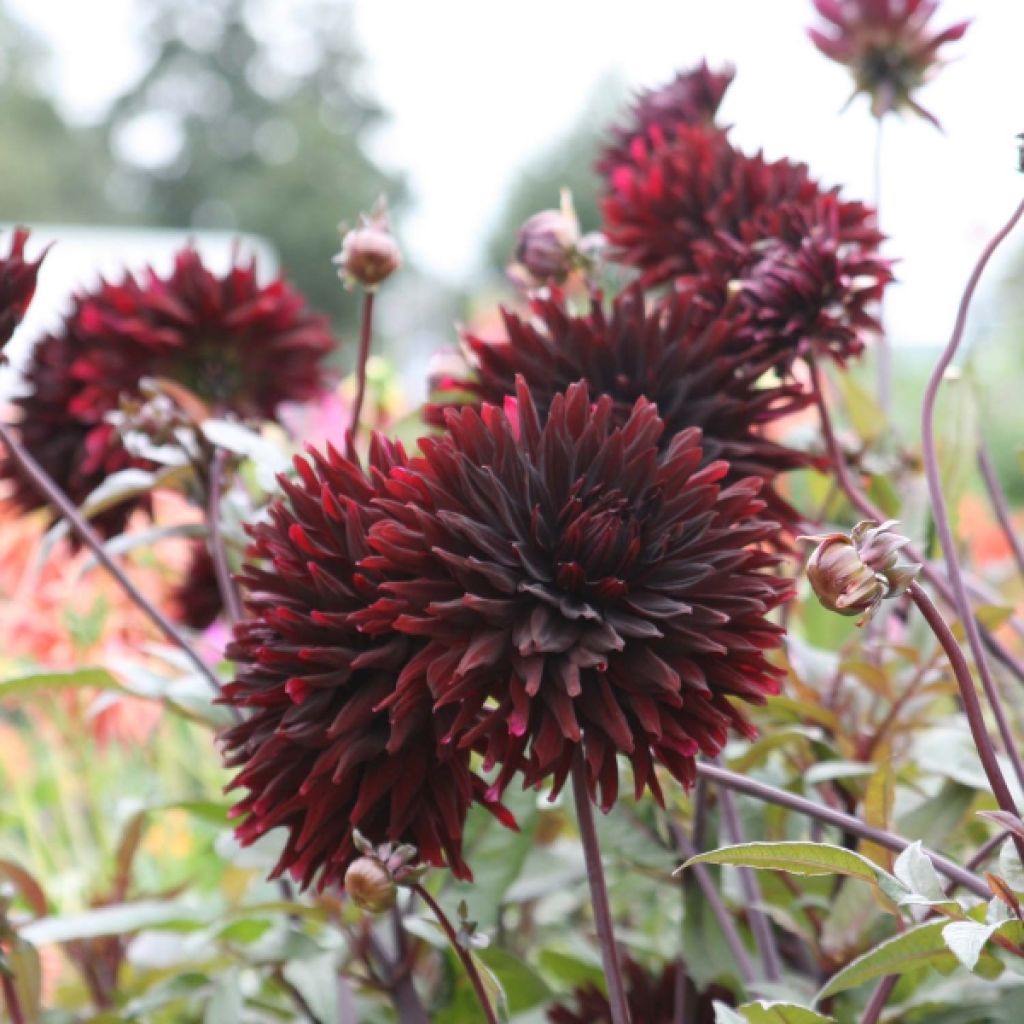 Dahlia Cactus Black Jack