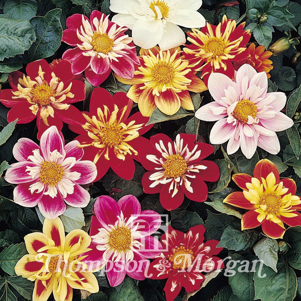 Dahlia  Collarette Dandy 