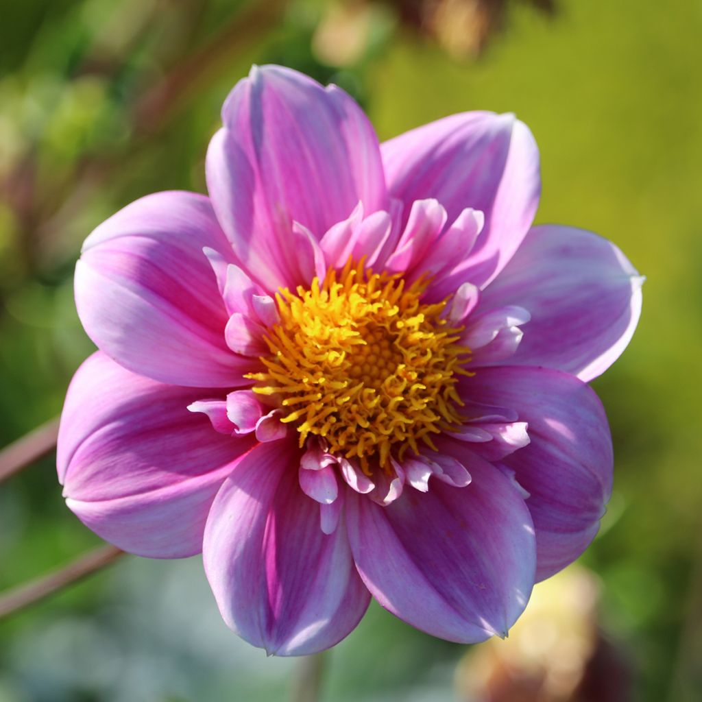 Dahlia collarette Hartenaas