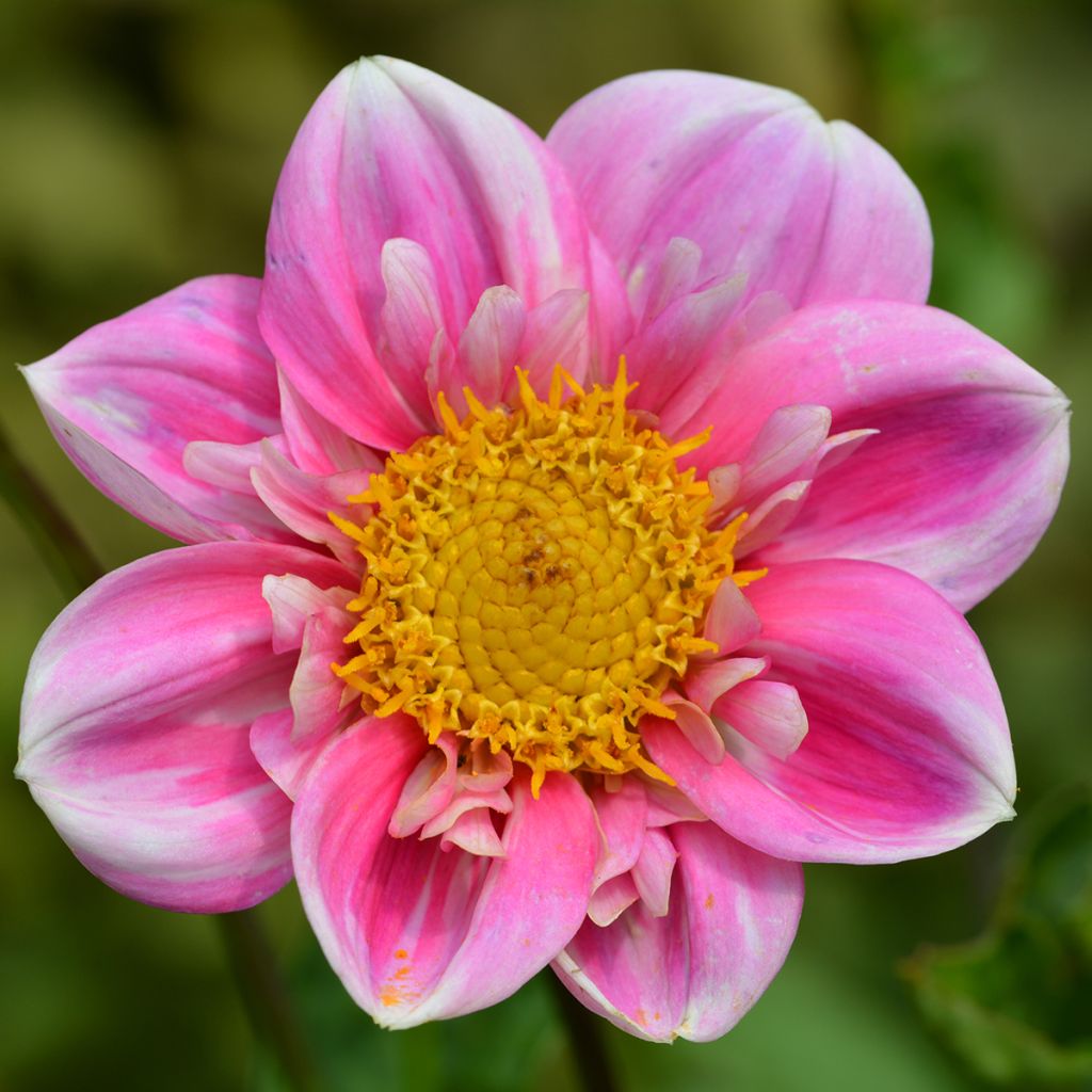 Dahlia collarette Hartenaas