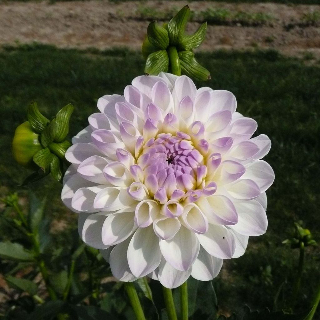 Dahlia Eveline