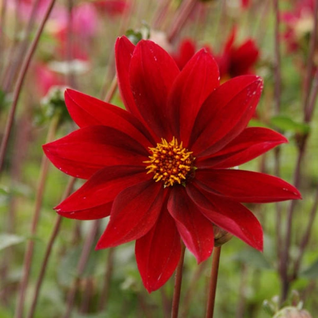 Dahlia Exotique