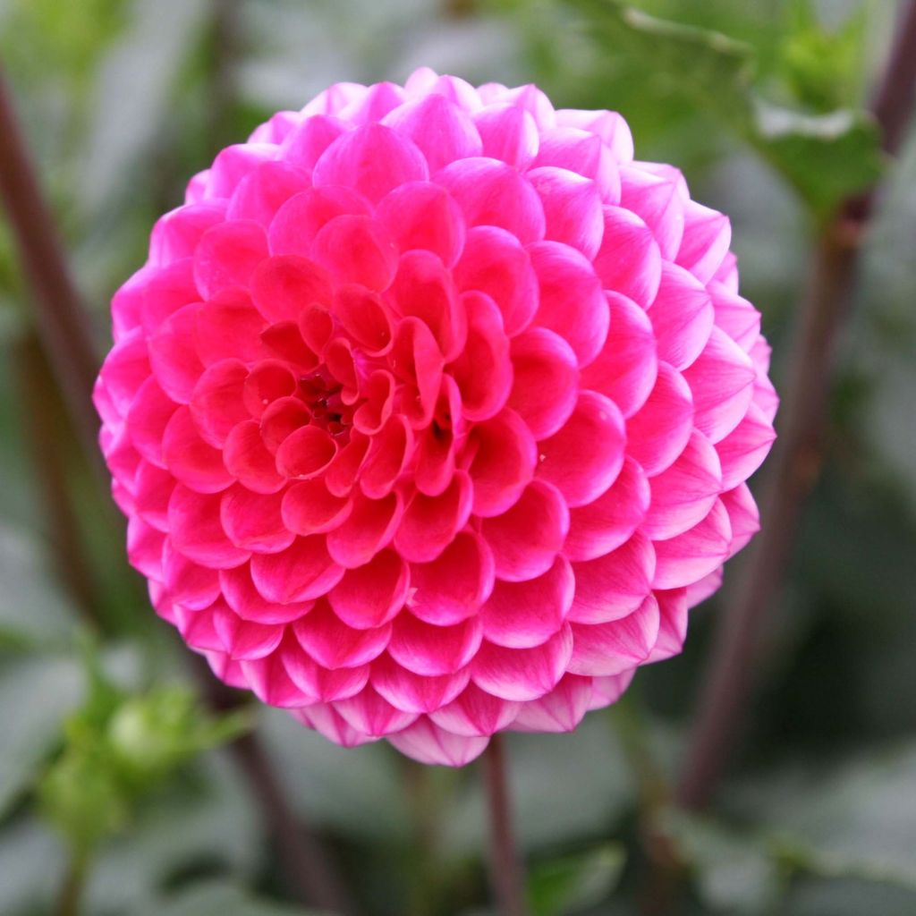 Dahlia Fatima