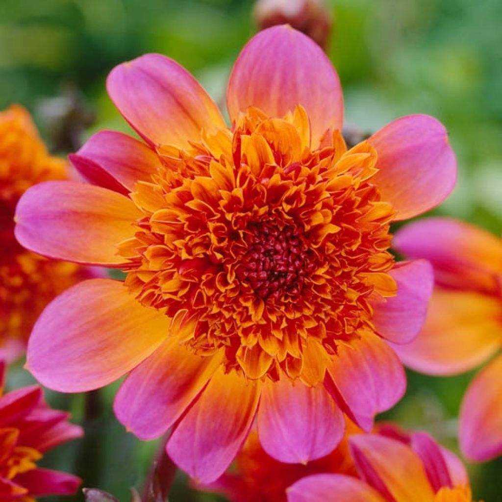 Dahlia Anemone Floorinoor