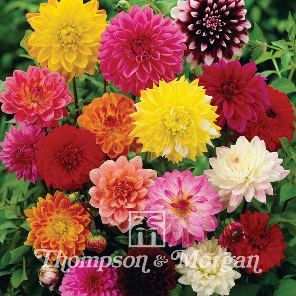 Dahlia  Giant Hybrids Mixed 