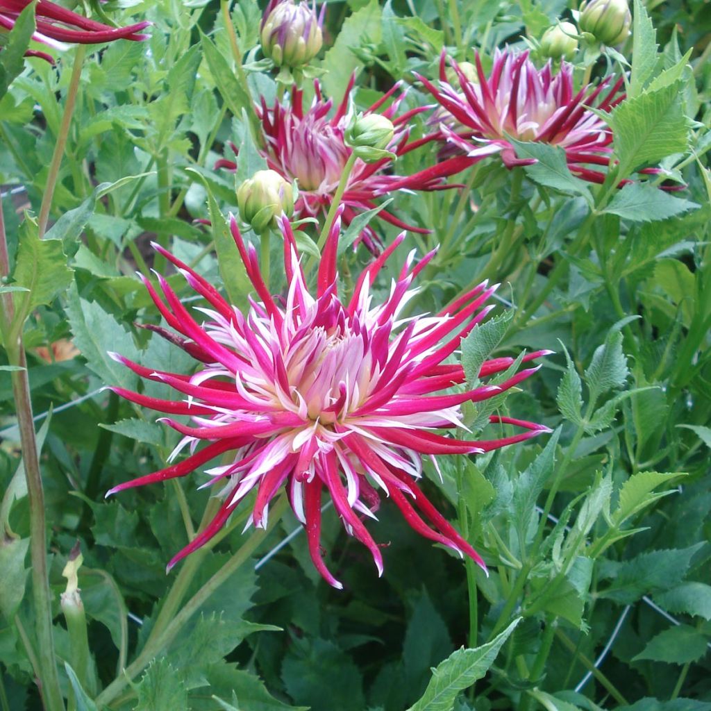 Dahlia cactus Hollyhill Spider Woman