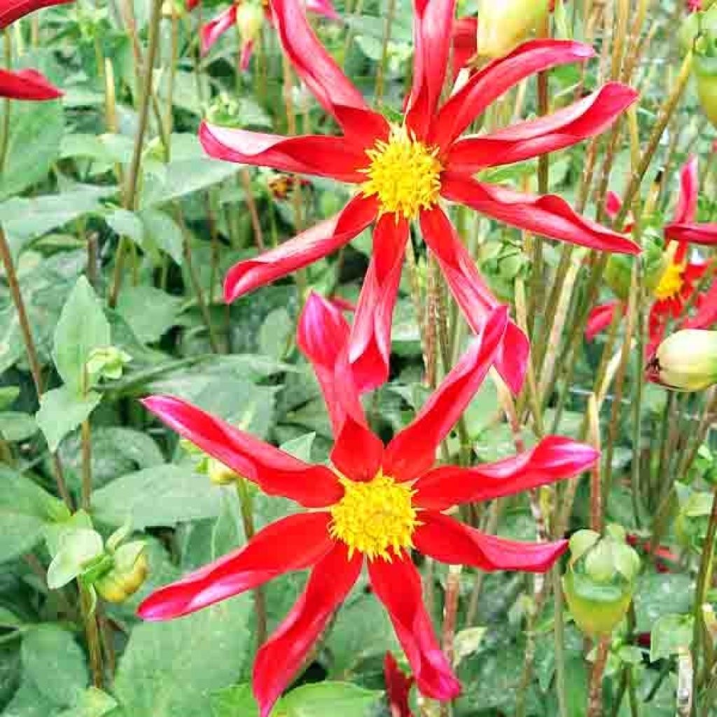 Dahlia Honka Red