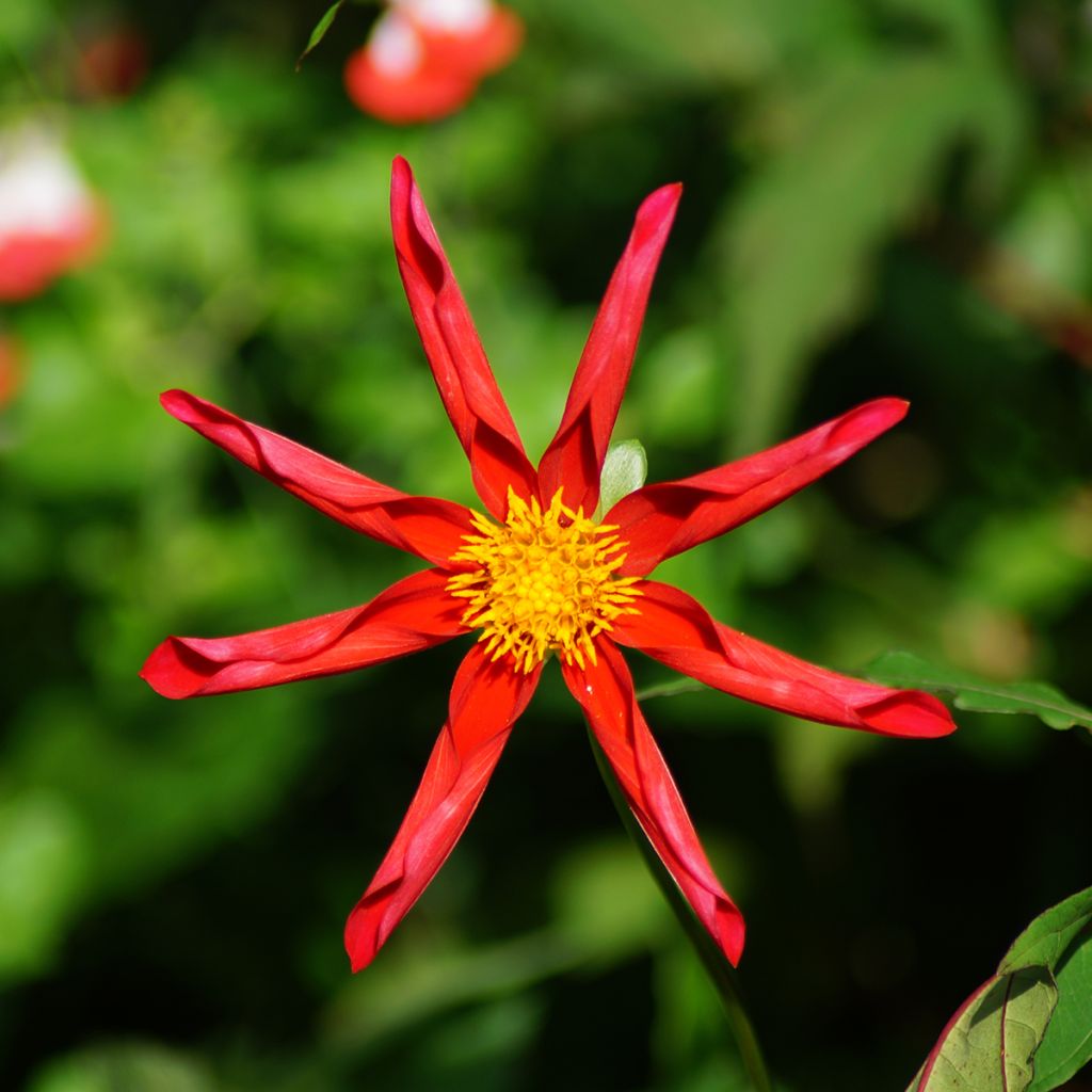 Dalia Honka Red