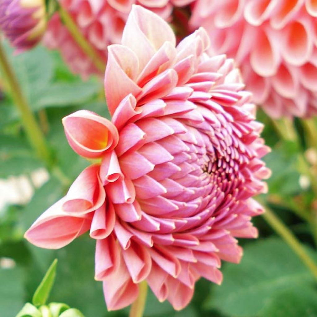 Dahlia Mini Balles Joey Winnie