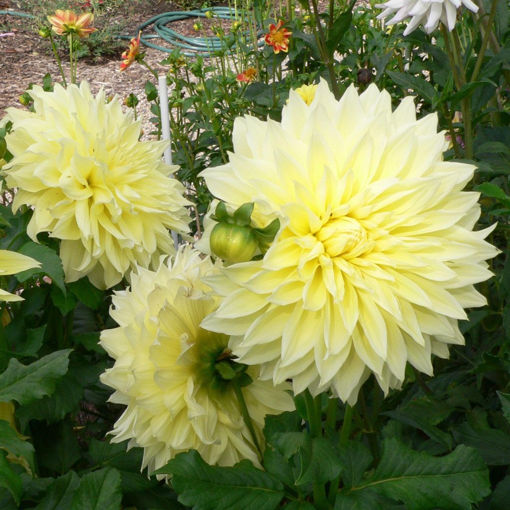 Dahlia Kelvin Floodlight