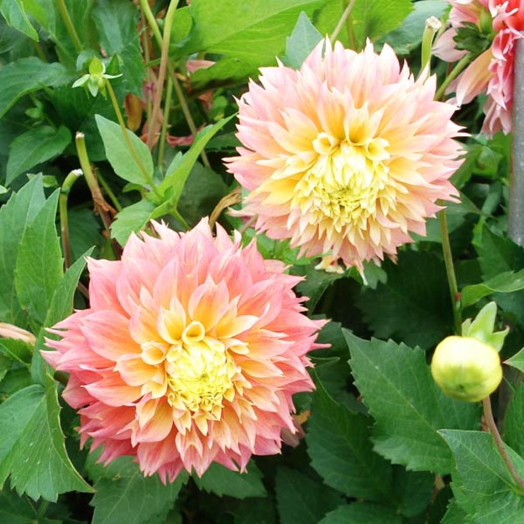 Dahlia Kogane Fubiki