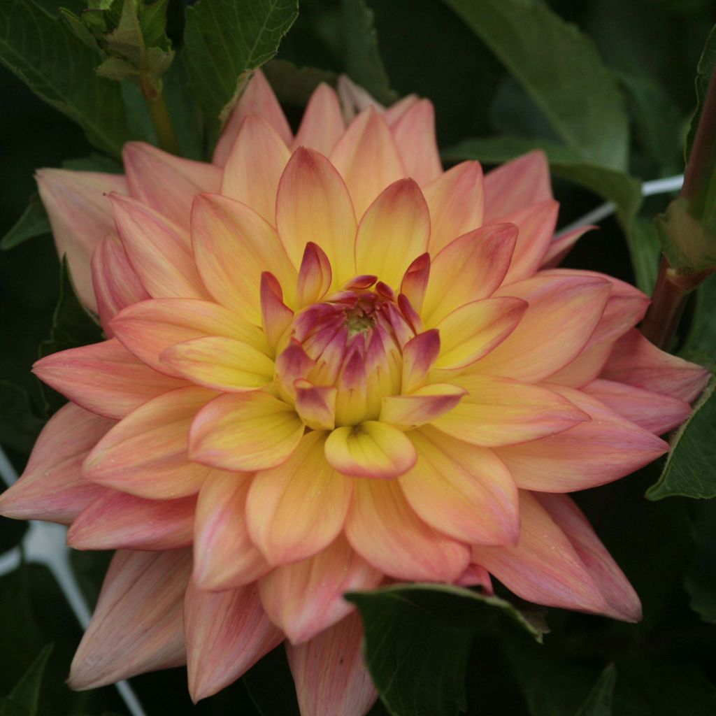 Dahlia Melody Dora