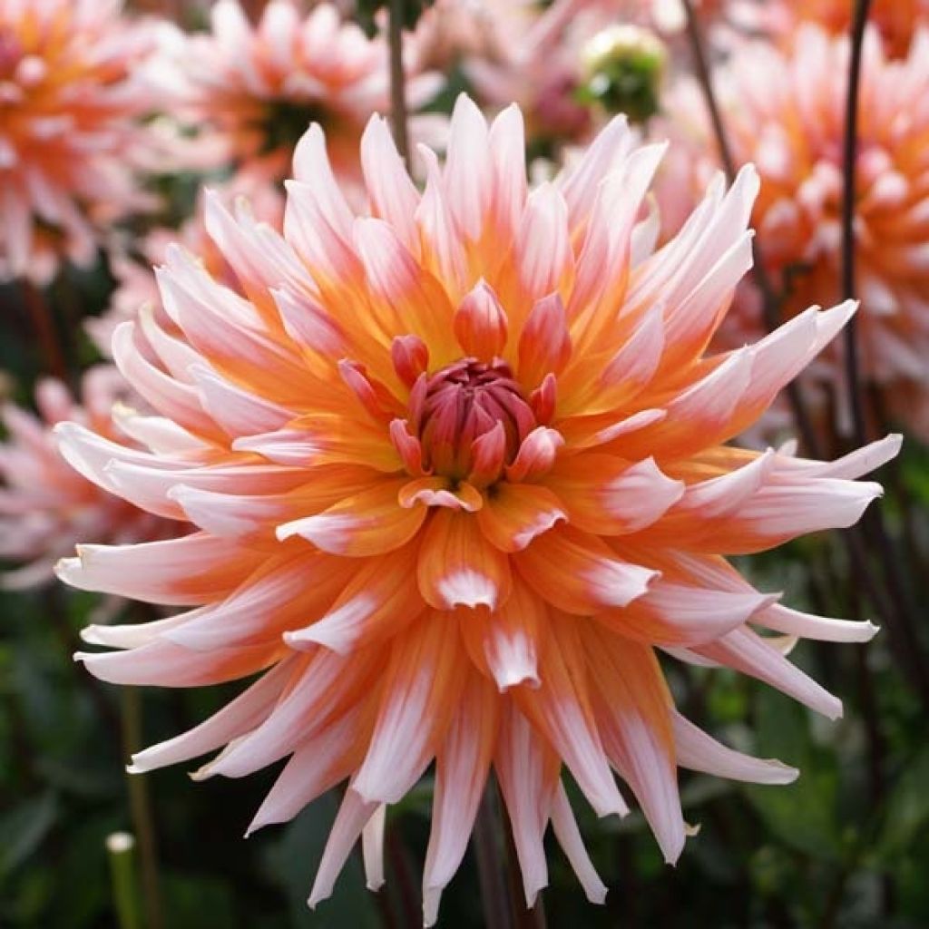 Dahlia cactus Okapi Sunset