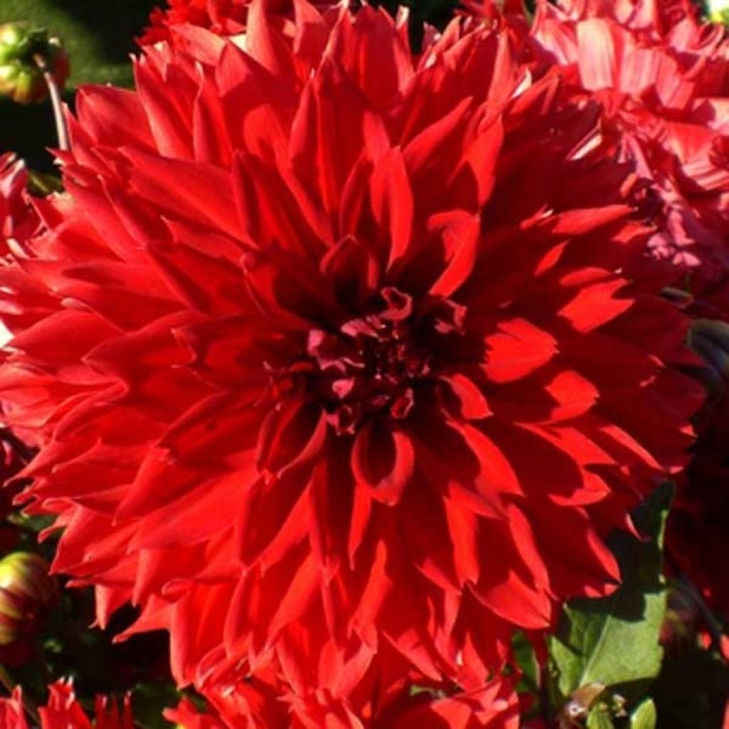 Dahlia Décoratif Red Fubuki