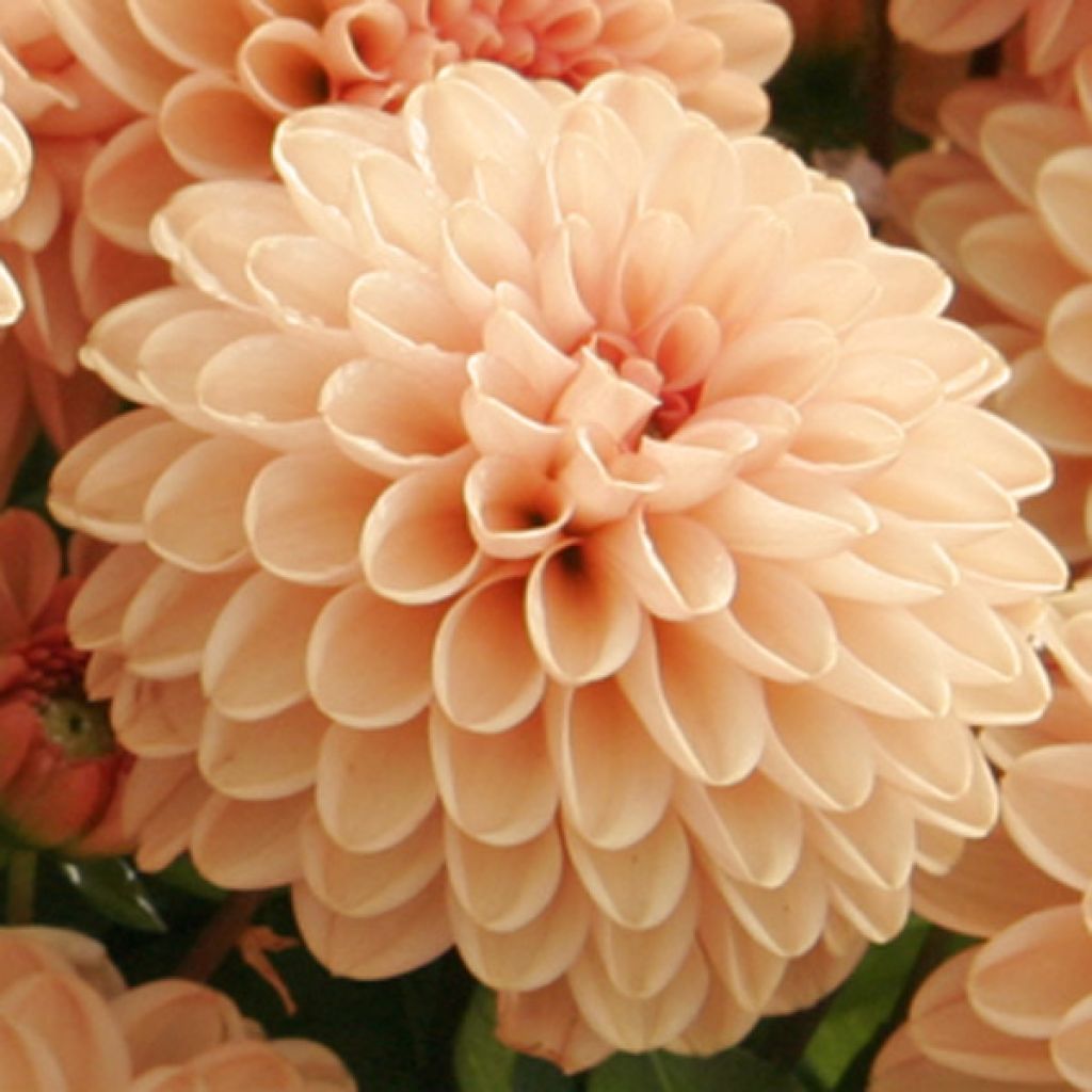 Dahlia Salmon Jewel