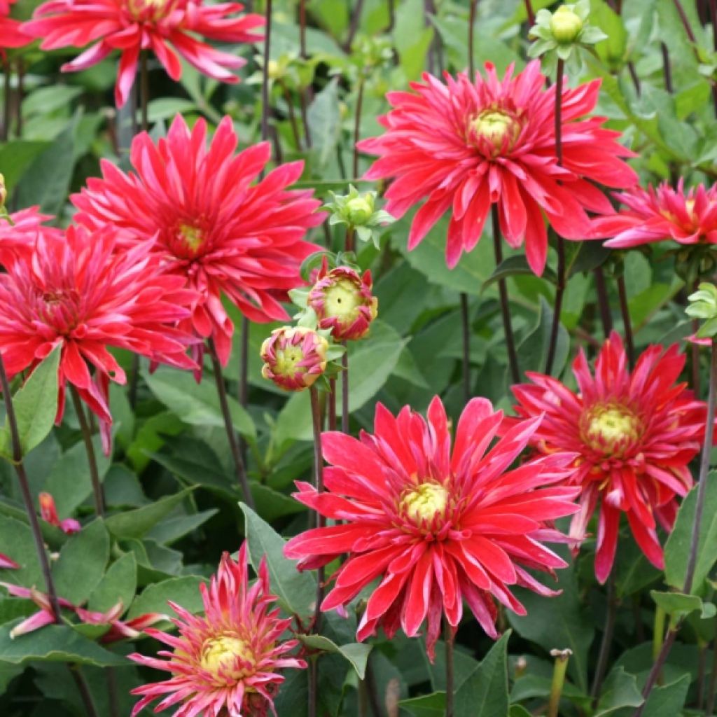 Dahlia Cactus Selina