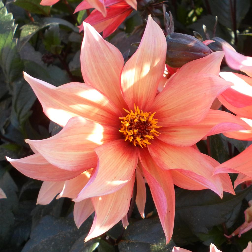 Dahlia Waltzing Mathilda