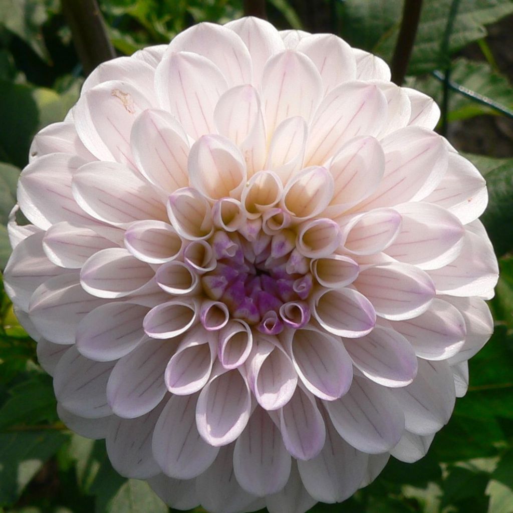 Dahlia White Linda