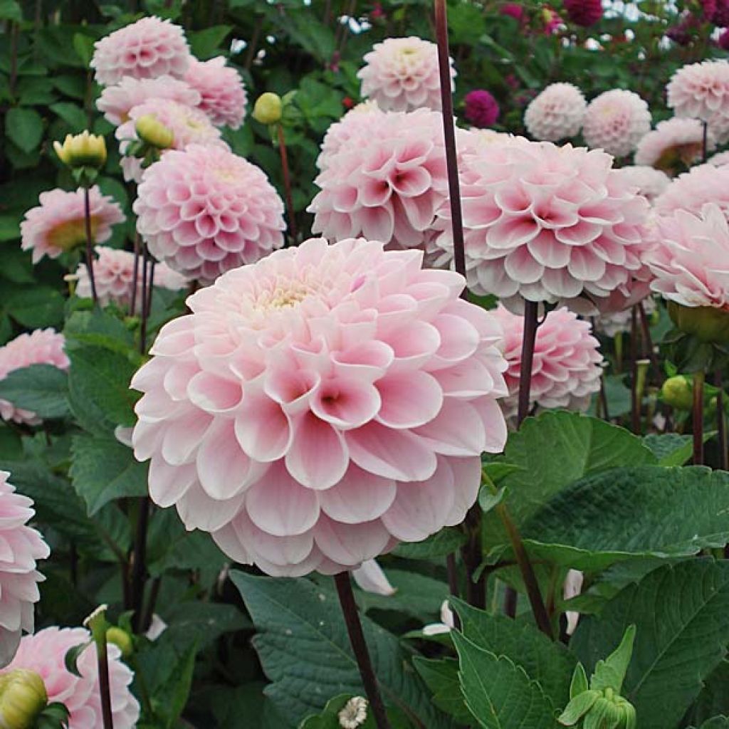 Dahlia Wizard Of Oz