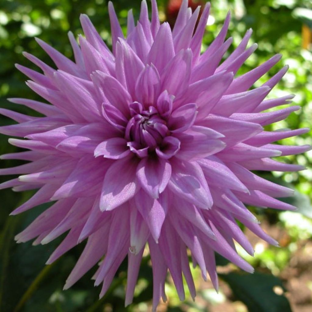 Dahlia Cactus Worton Blue Streak